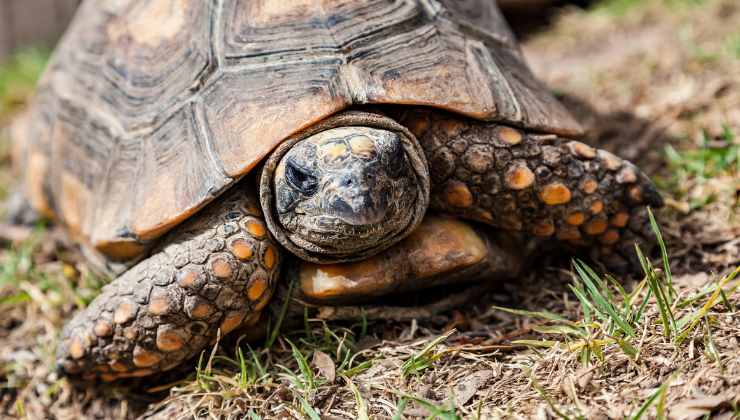 è importante che le tartarughe di terra abbiano tutti i documenti in regola