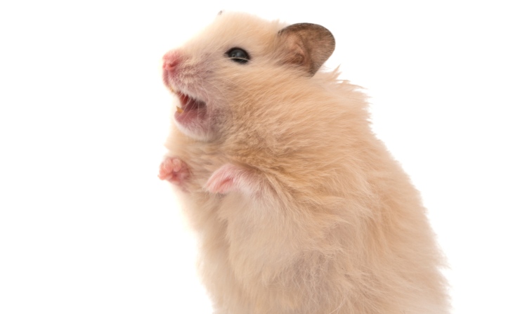 criceto denti perché morde