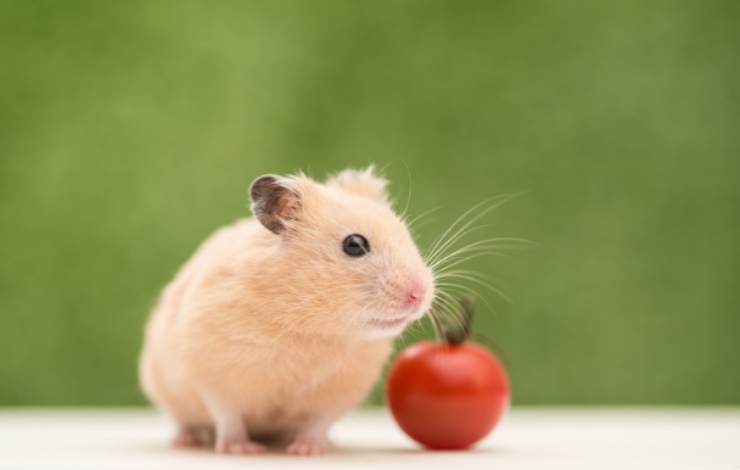 A cosa servono le guance del criceto