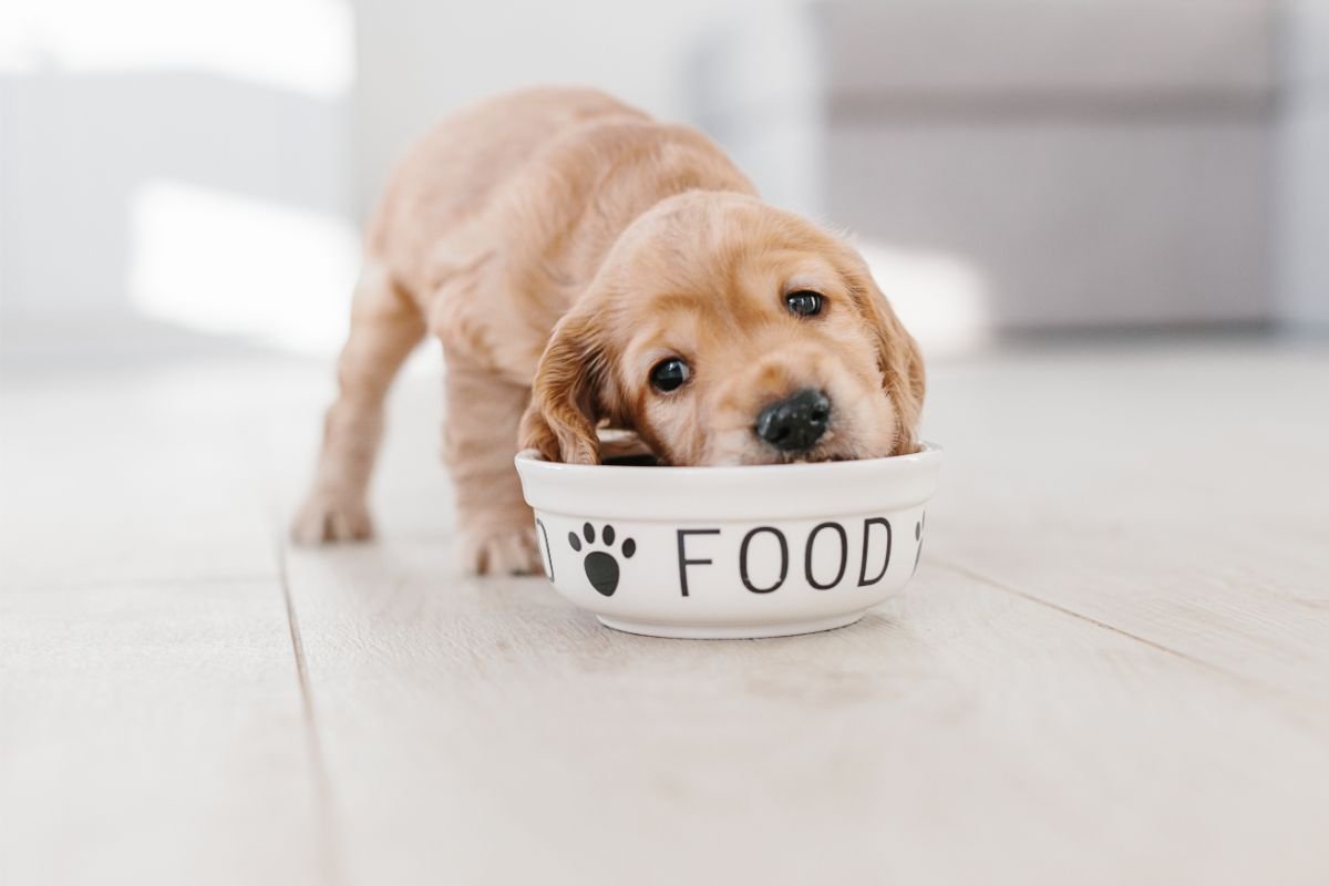 Alimentazione del cane