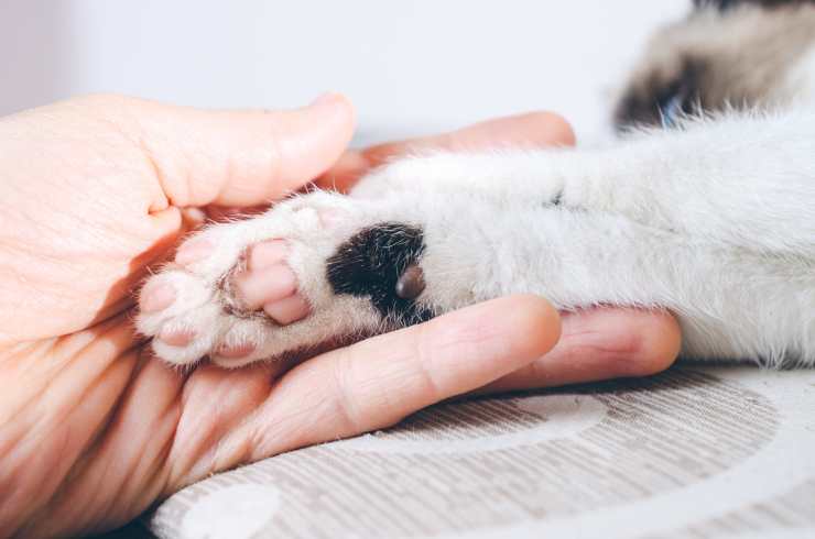 Forma dei cuscinetti zampe gatti