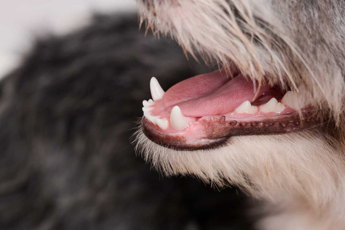 Dentatura dei cani