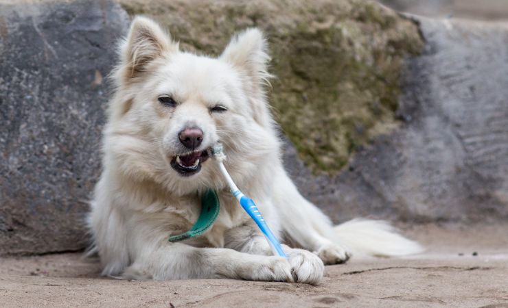 La pulizia dentale del cane procedura