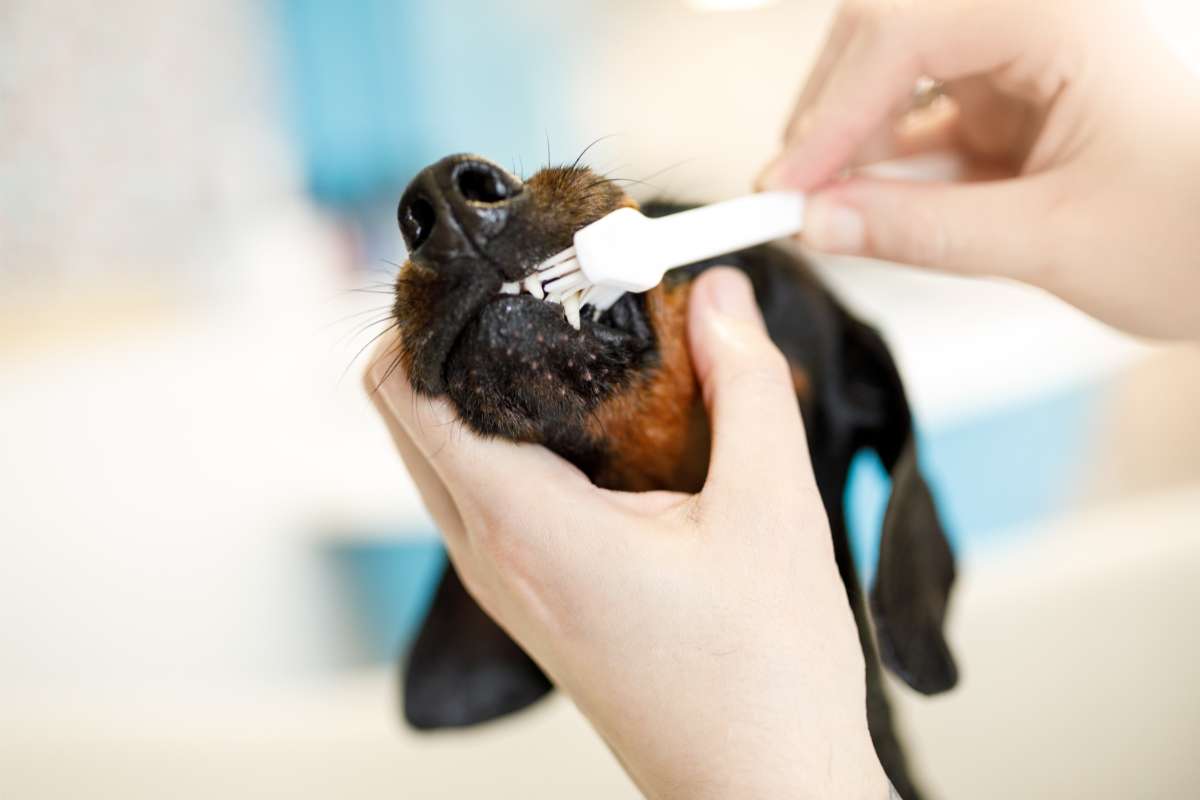 La pulizia dentale del cane procedura