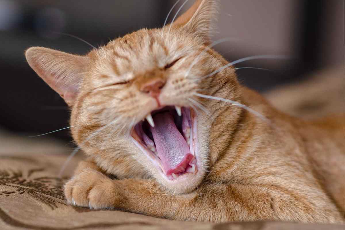 La dentizione del gatto: quando cadono i denti ai felini