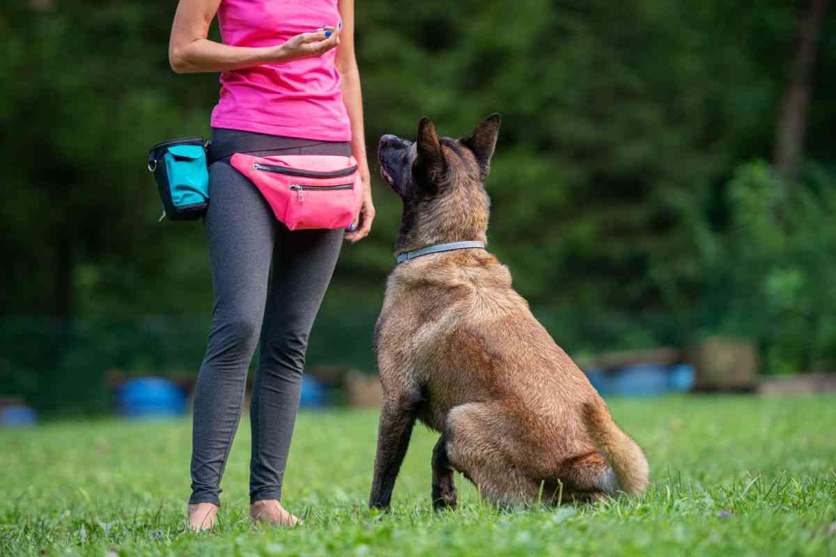 educazione del cane