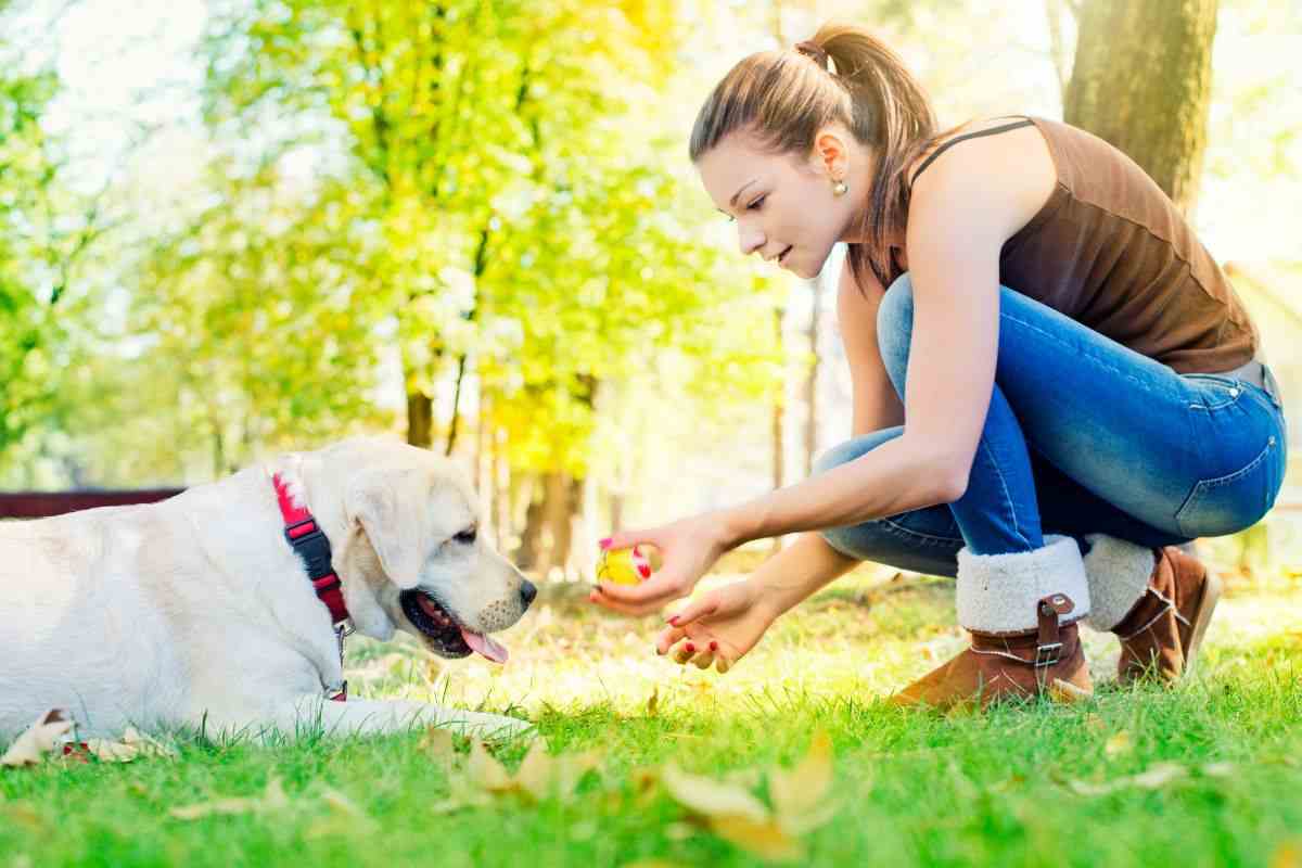 Adottare un cane adulto come educarlo