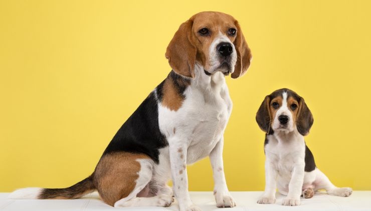 Adottare un cane adulto come educarlo