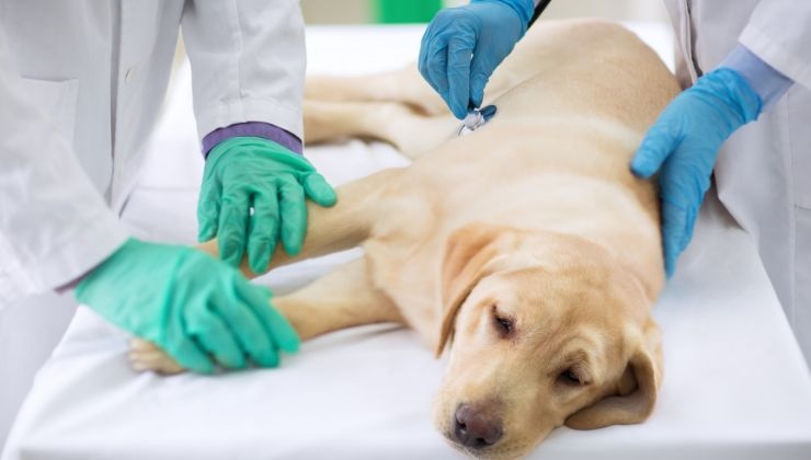 filariosi nel cane sintomi rimedi