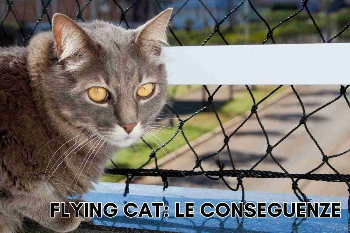 flying cat cos'è gatto cade cosa fare