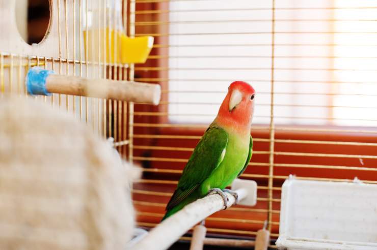 Pappagallo animale da compagnia come curarlo