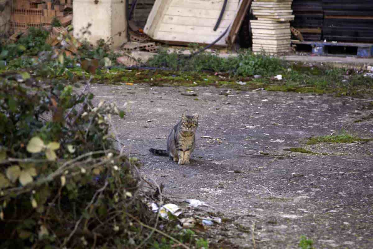 gatta randagia trova casa reazione