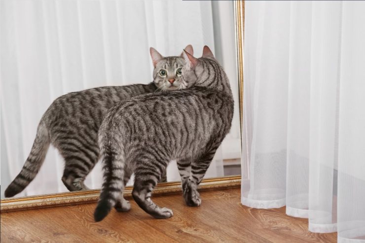 Cosa vedono i gatto allo specchio