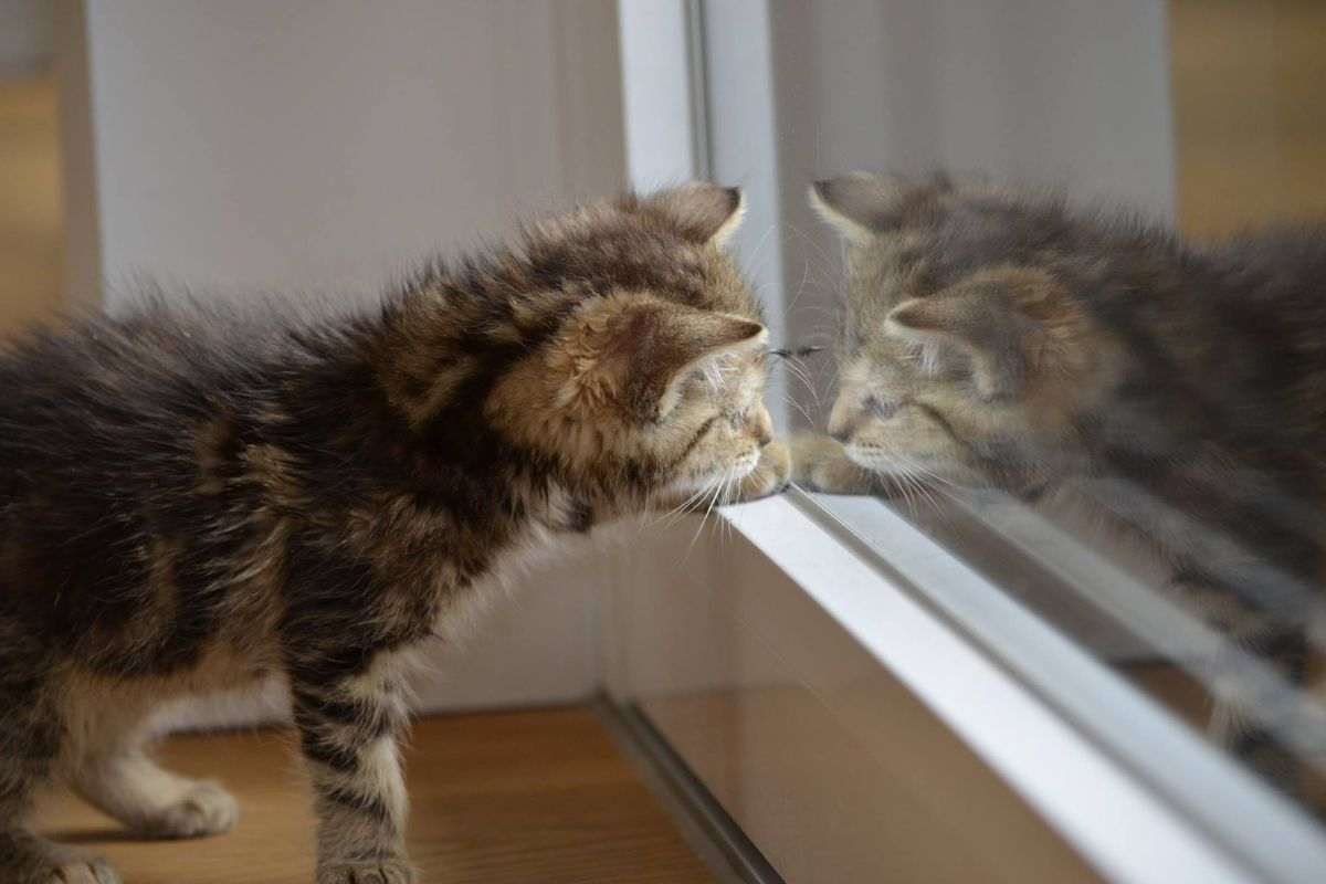 Cosa vedono i gatto allo specchio e perchè amano farlo