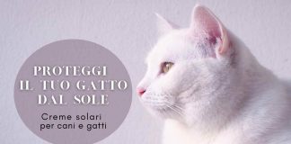 gatti bianchi scottature sole