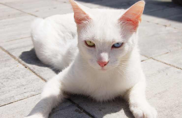 gatti bianchi scottature sole