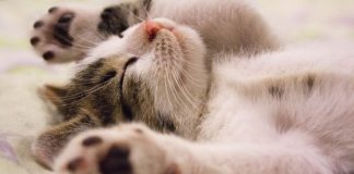 gatto massaggiatore video