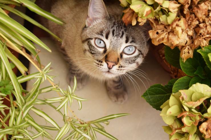 Piante pericolose per i gatti in casa