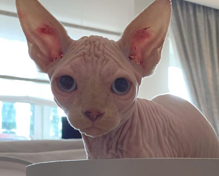 gatto Sphynx ilary blasi alfio