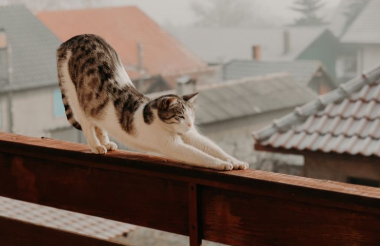 flying cat cos'è gatto cade cosa fare