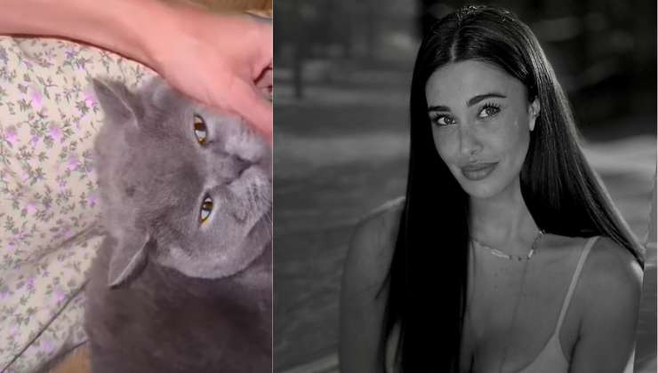 belen rodriguez coccola gatto stich