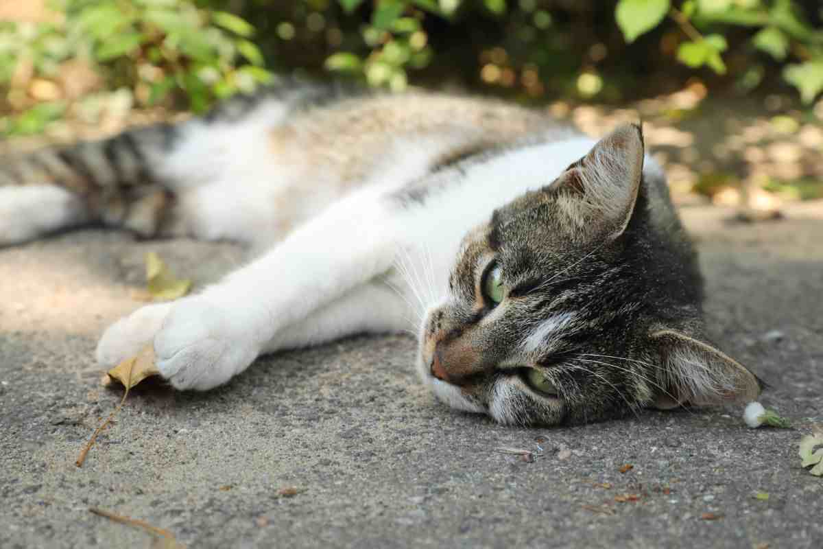 gatto caldo sofferenza come aiutarlo