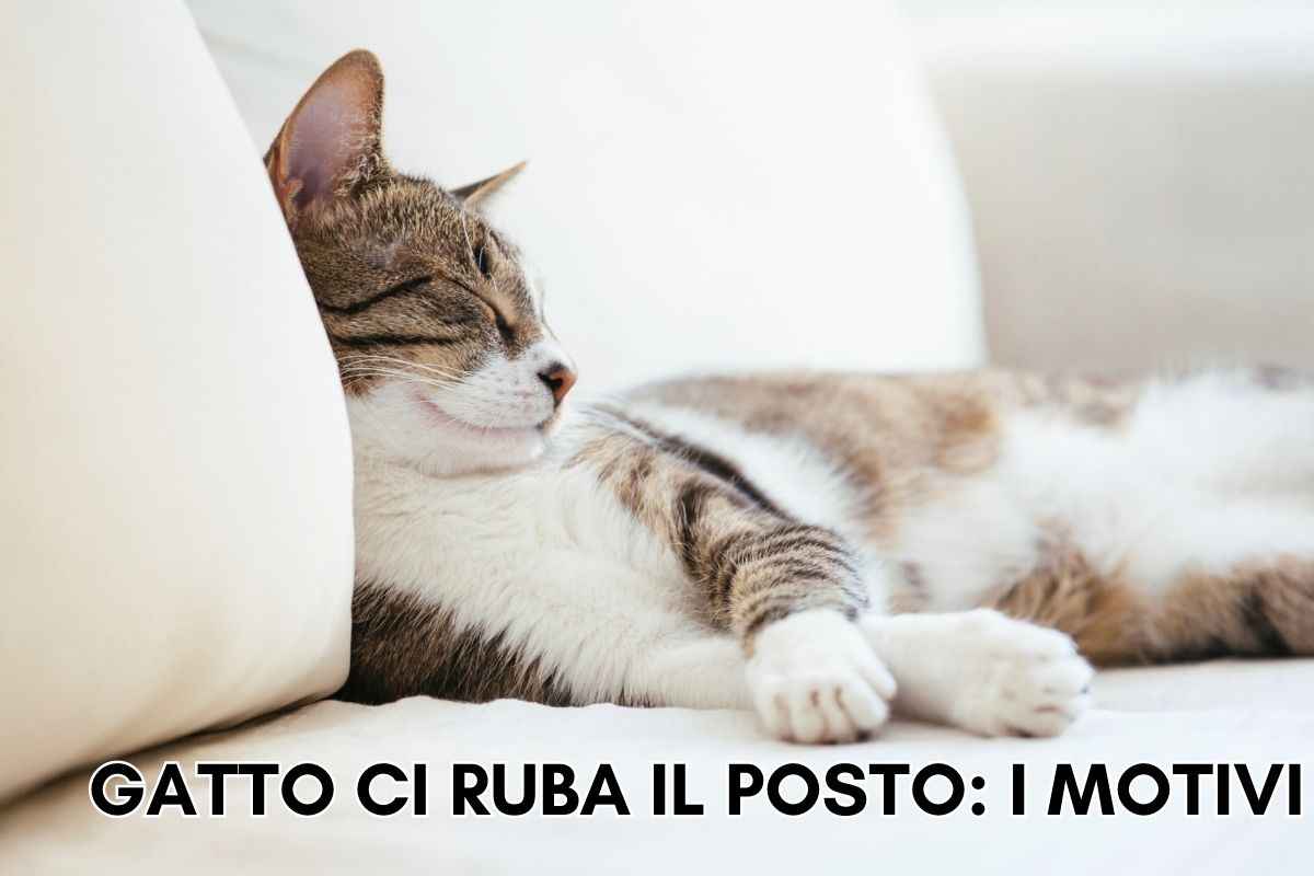 perché gatto ruba posto sul divano