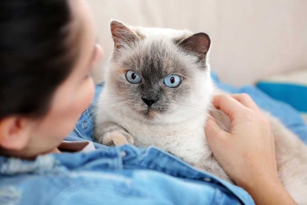 gatto ed empatia rapporto uomo felini