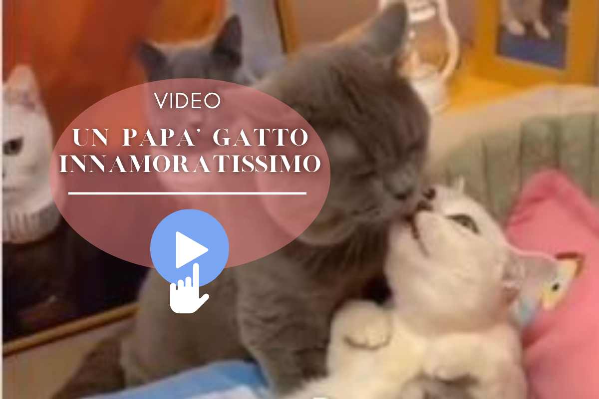 video gatto papà innamorato compagna mamma