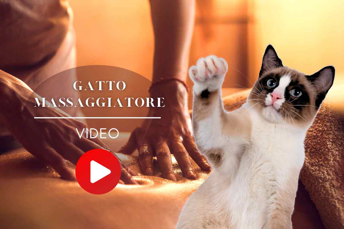 gatto massaggiatore video