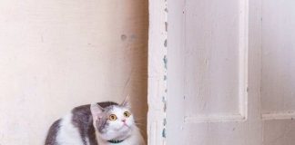 Cosa fare se il gatto ha paura