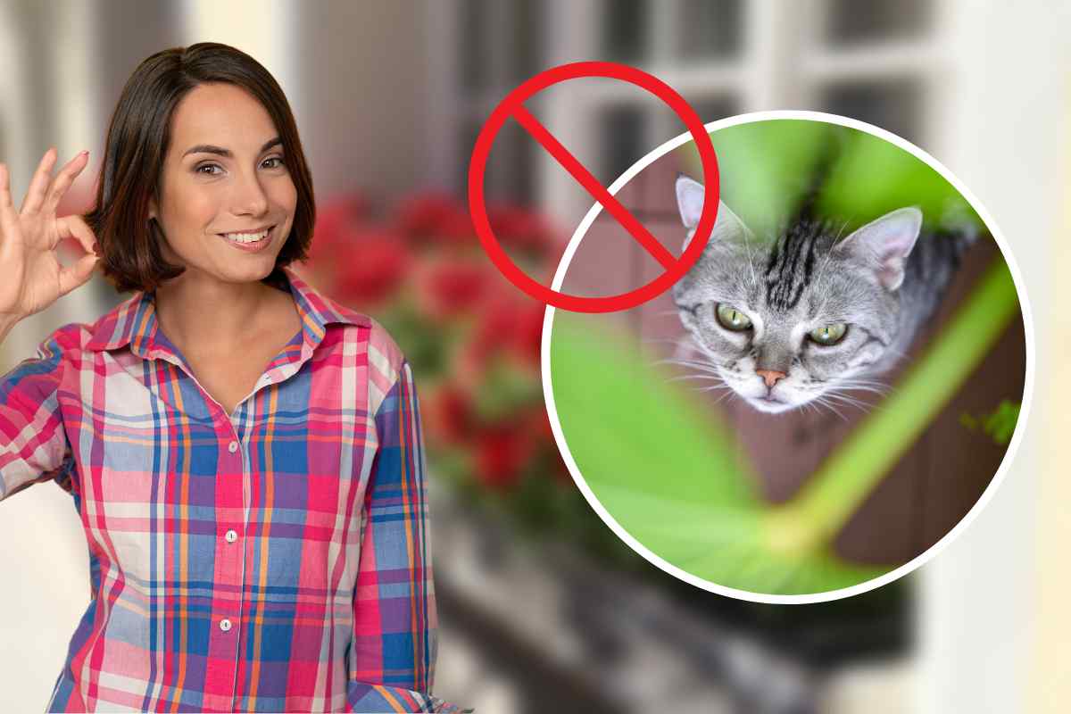 piante tossiche innocue gatti
