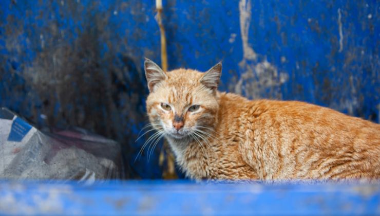 Toxoplasmosi come contribuisce l'uomo