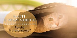 gatti spazi stretti motivi