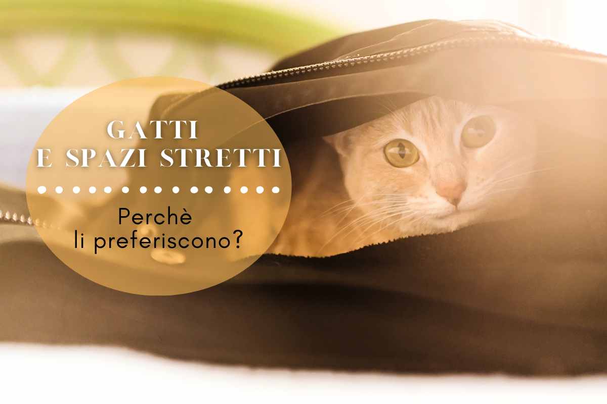 gatti spazi stretti motivi