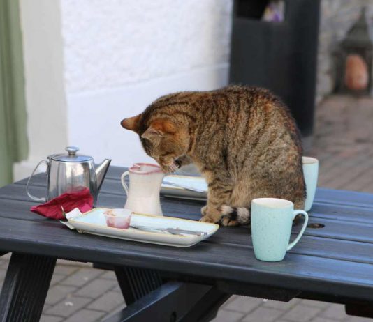Gatto sul tavolo segnale di disagio