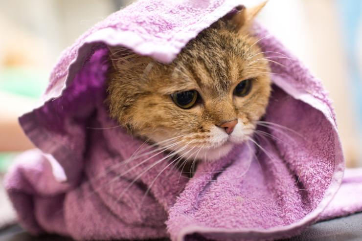 quante volte fare il bagno al gatto