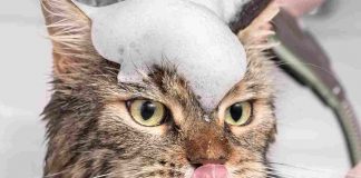 quante volte fare il bagno al gatto