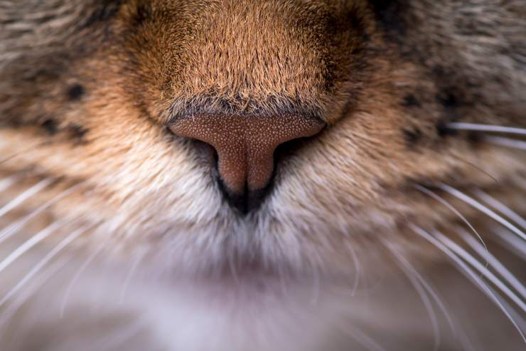 naso del gatto