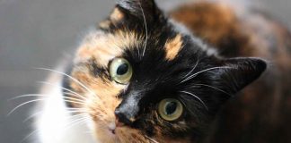 gatto colorato