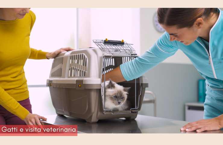 come portare il gatto dal veterinario senza stress