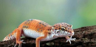 Come prendersi cura di un geco