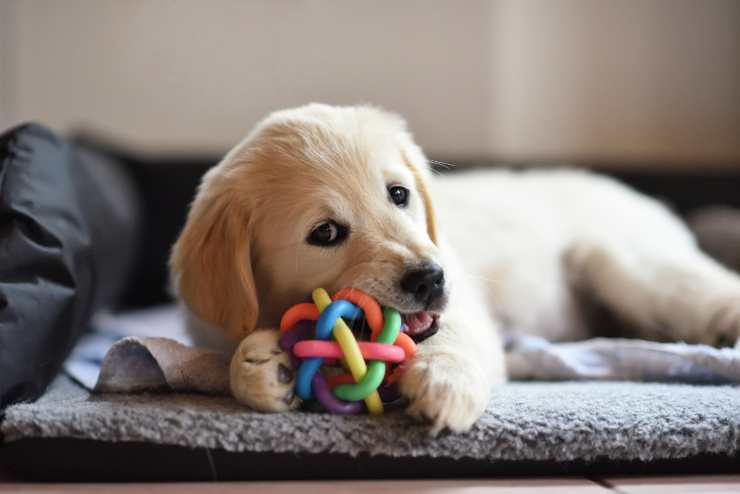 Quali giochi scegliere per il cane