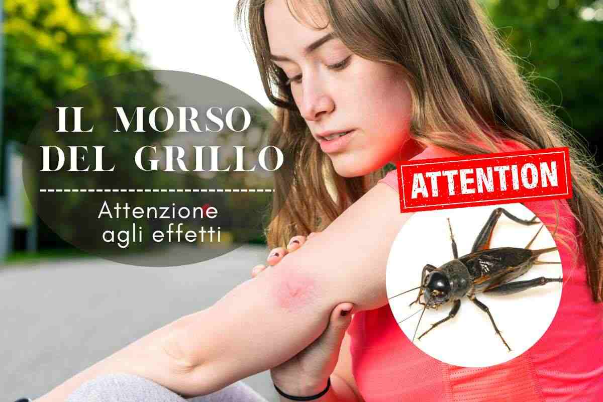 morso grillo