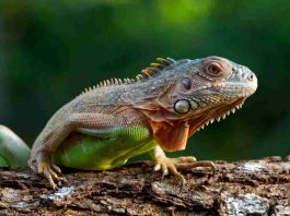 iguana in casa cosa mangia ambiente