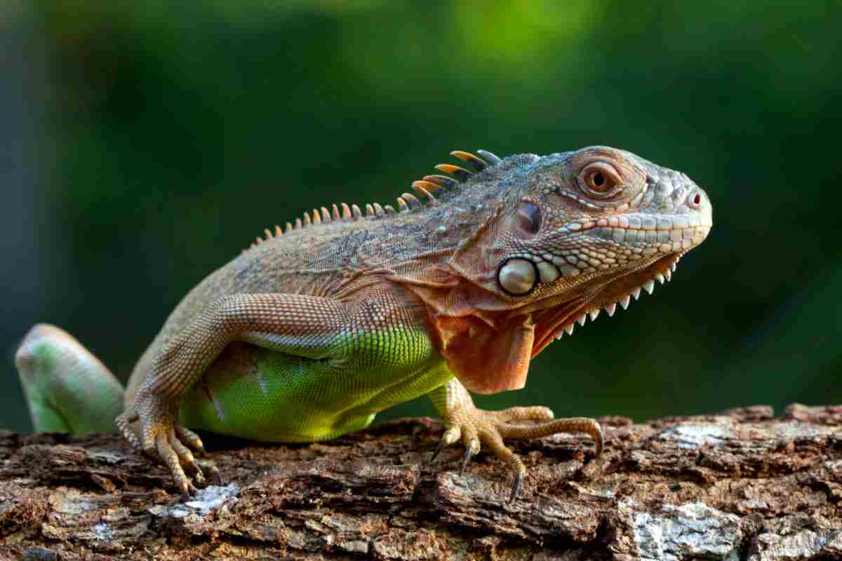 iguana in casa cosa mangia ambiente