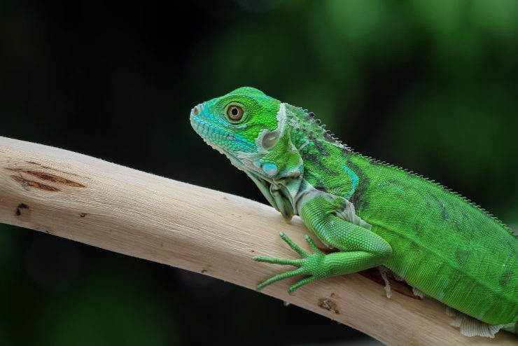 iguana in casa cosa mangia ambiente