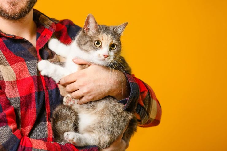 Cosa fare quando il gatto non miagola