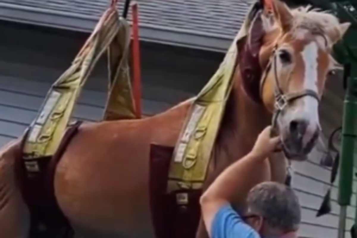 salvataggio cavallo caduto in acqua vigili del fuoco