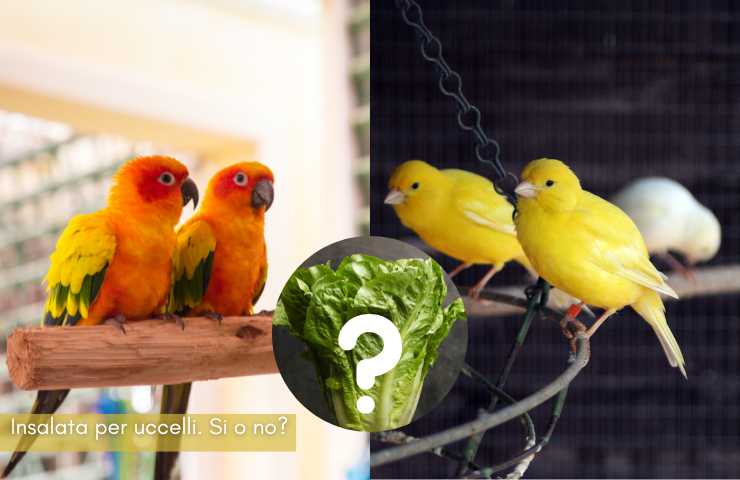 insalata uccelli pappagalli quanto e come mangiarla
